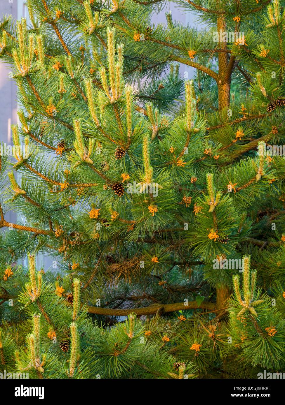 Young pine tips with new and old pine cones Stock Photo Alamy