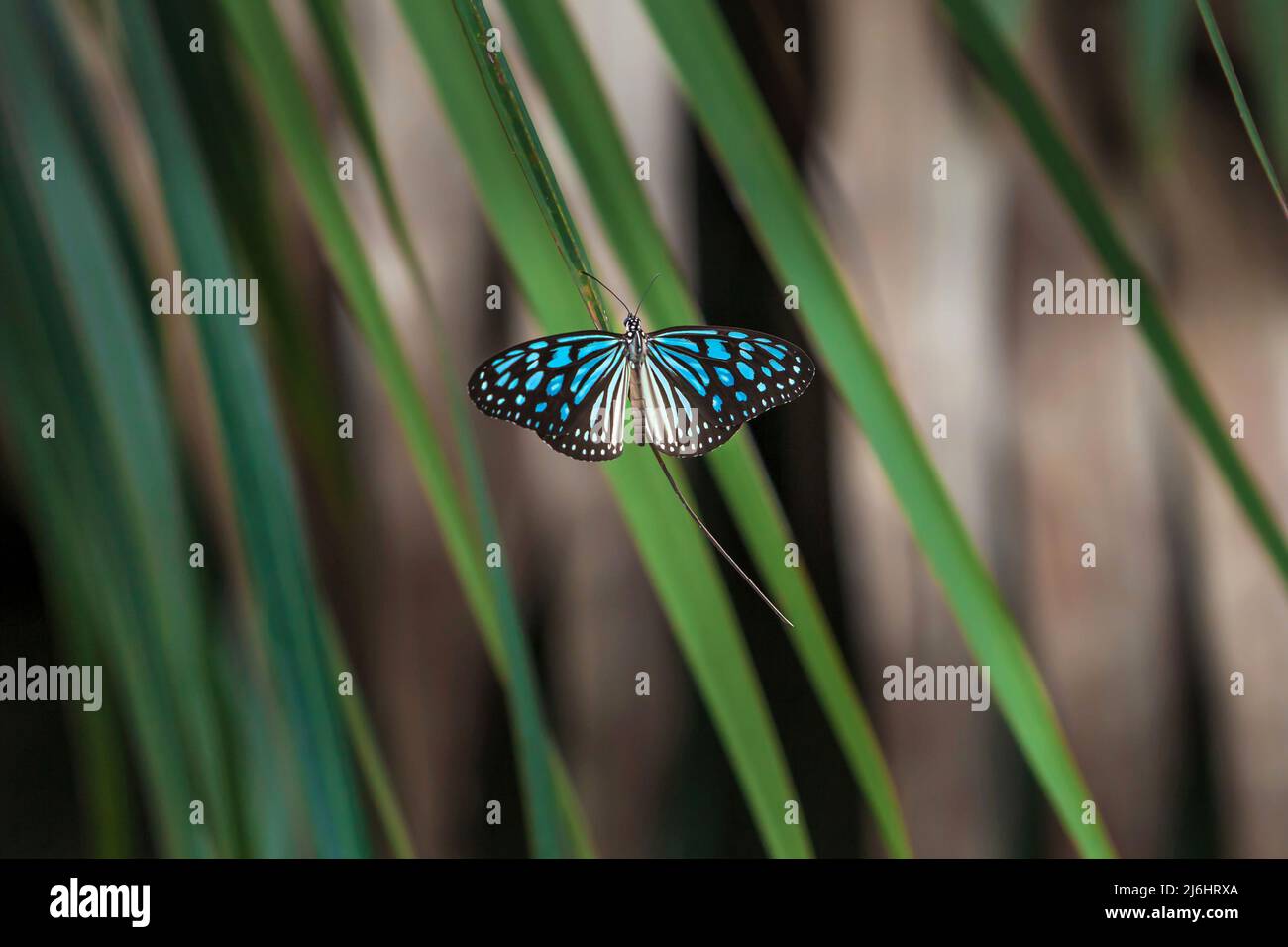 Unidentified butterfly sunbathing on palm leaves in sunlight, bright blue wings against green leaves, and mangrove forest blurred in the background. Stock Photo