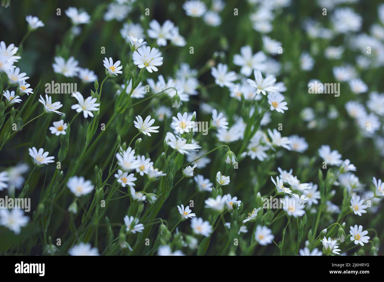 small wildflowers piled up in the field in the sun. nature floral backgrounds. space for copy. macro pictures Stock Photo