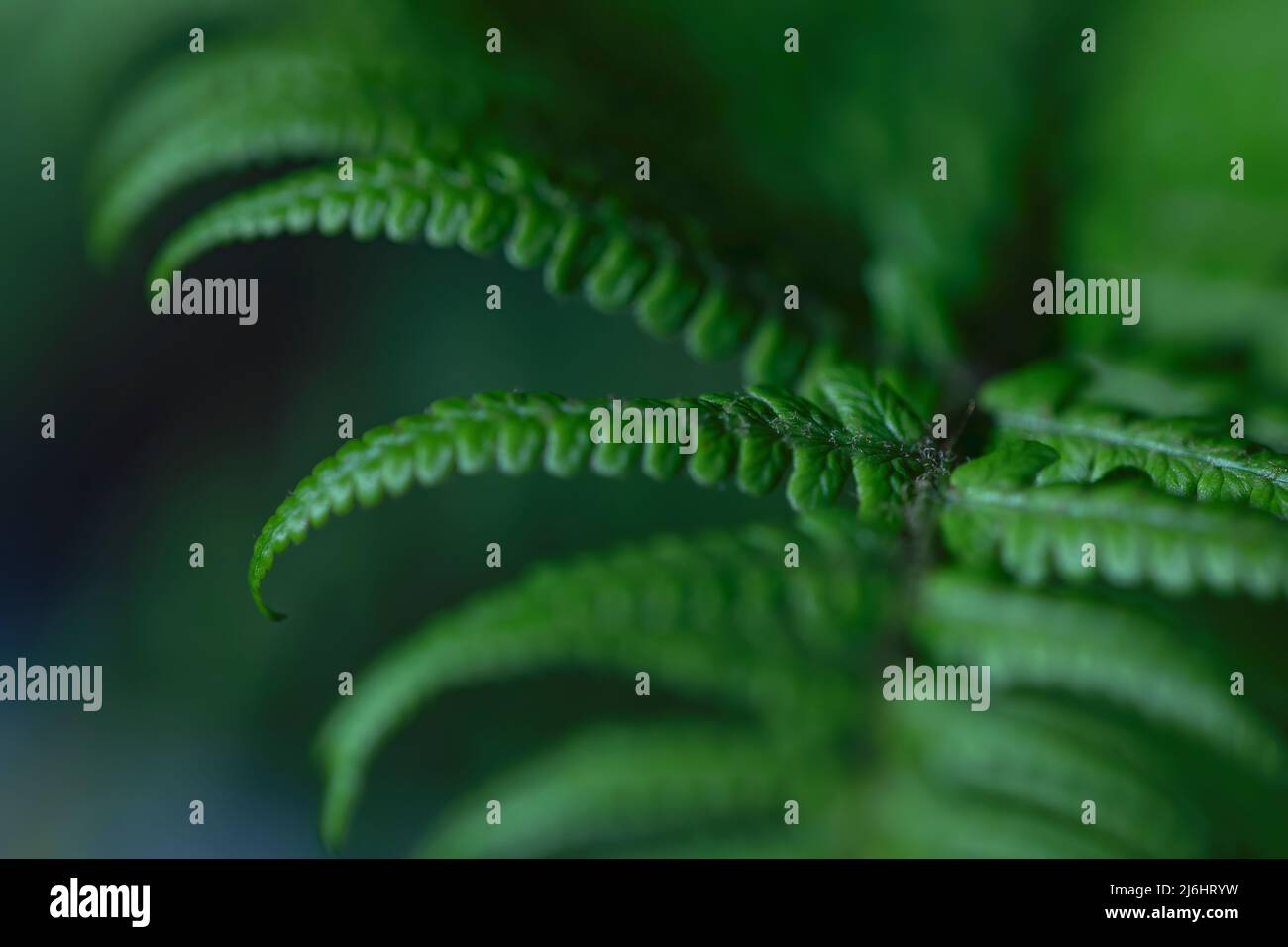 dark green background with fern out of focus. space for copy. nature and forest. macro photography Stock Photo
