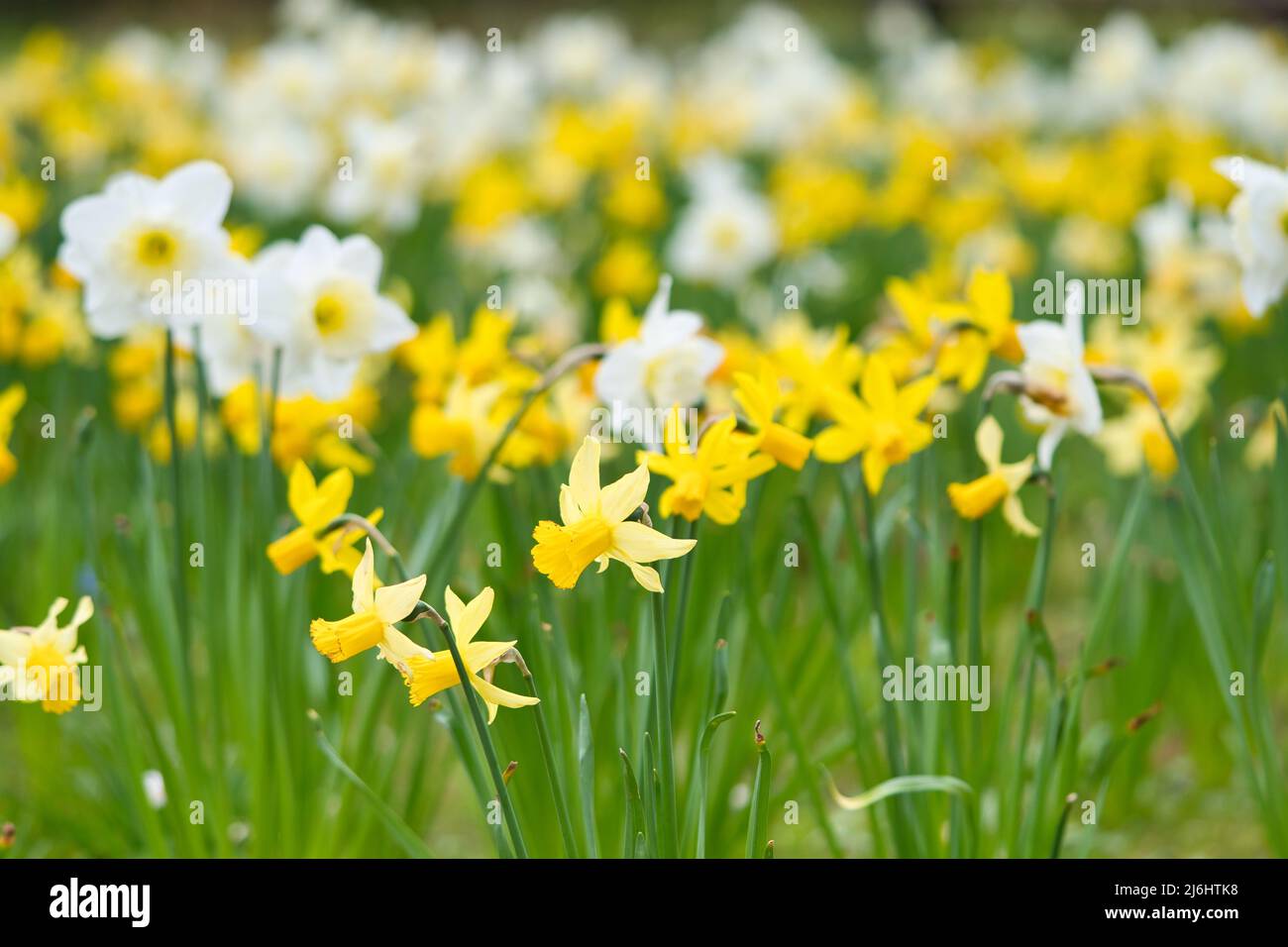 Daffodils at Easter time on a meadow. Yellow white flowers shine against the green grass. Early bloomers that announce the spring. Plants photo Stock Photo