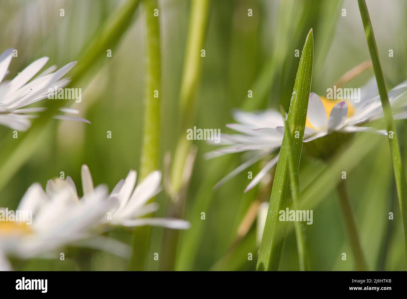 Daisy with lots of bokeh on a meadow. bright out of focus on the flower. Delicate colors in nature Stock Photo