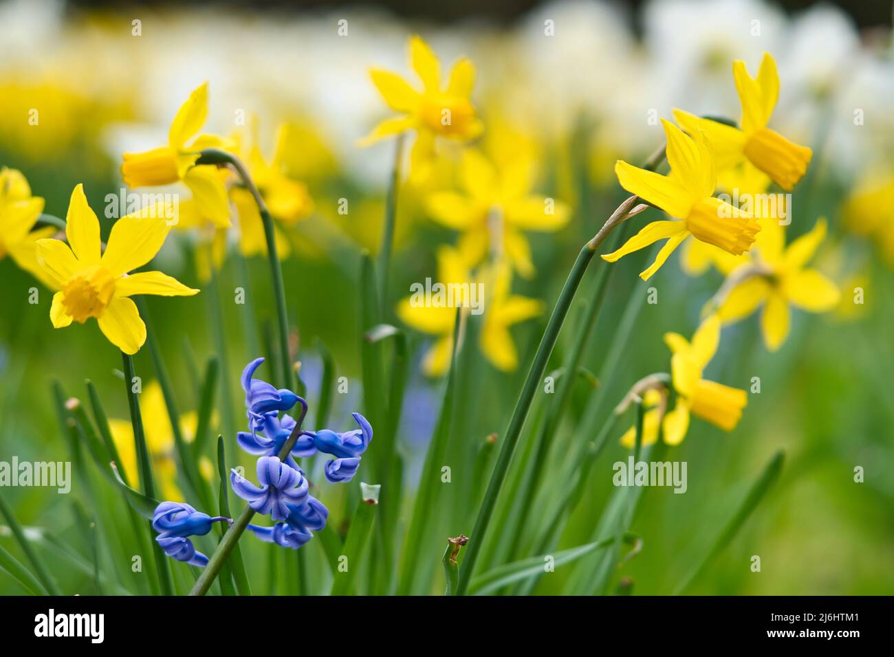 Daffodils at Easter time on a meadow. Yellow white flowers shine against the green grass. Early bloomers that announce the spring. Plants photo Stock Photo