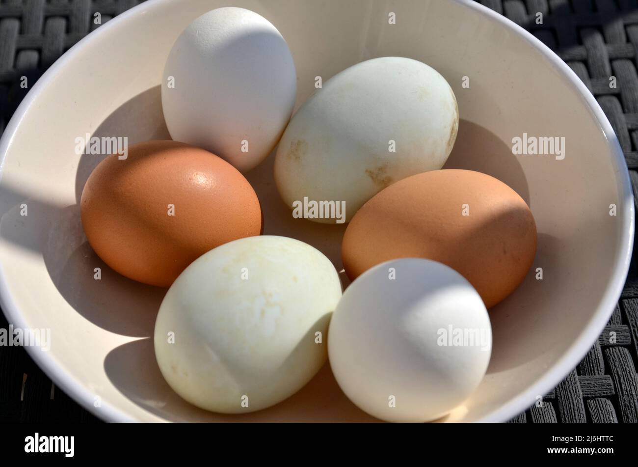 A bowl of freshly laid free range hen and duck eggs Stock Photo