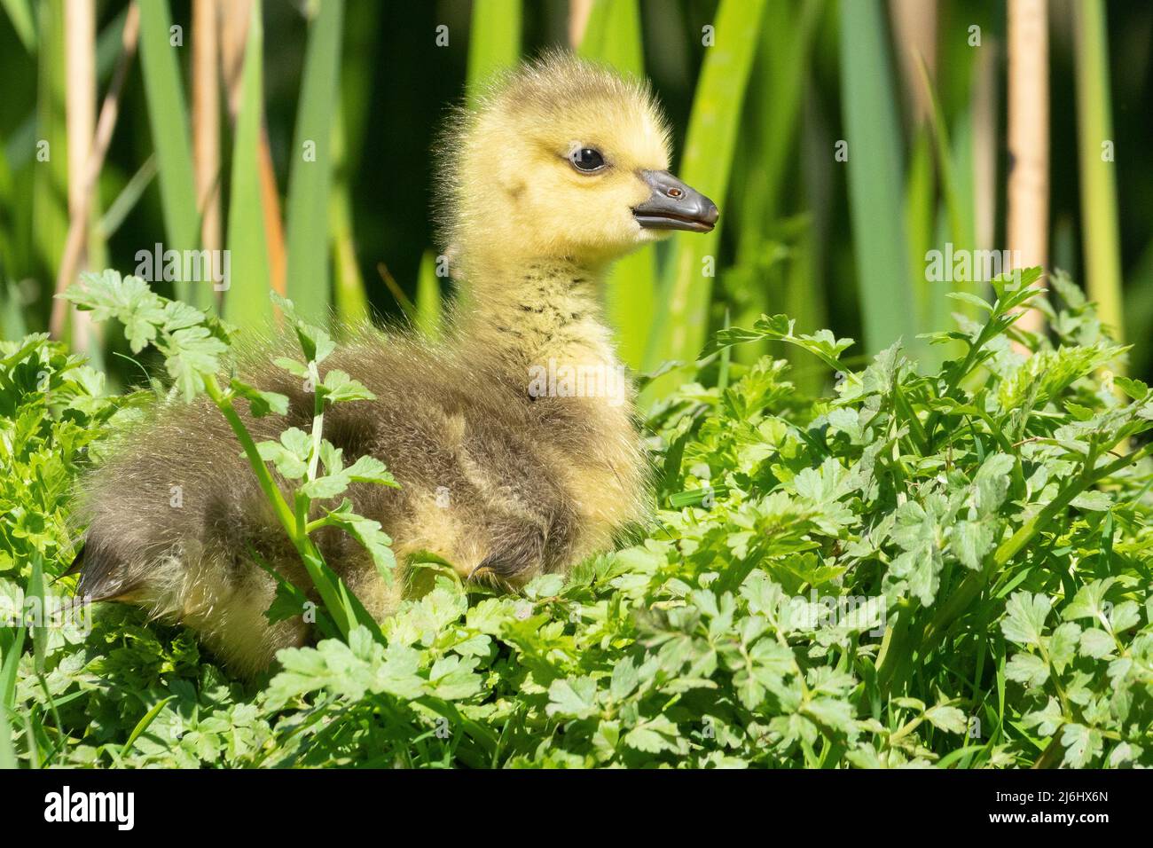 Gosling (Canada goose) on the Ornamental Lake on Southampton Common, Hampshire, UK Stock Photo
