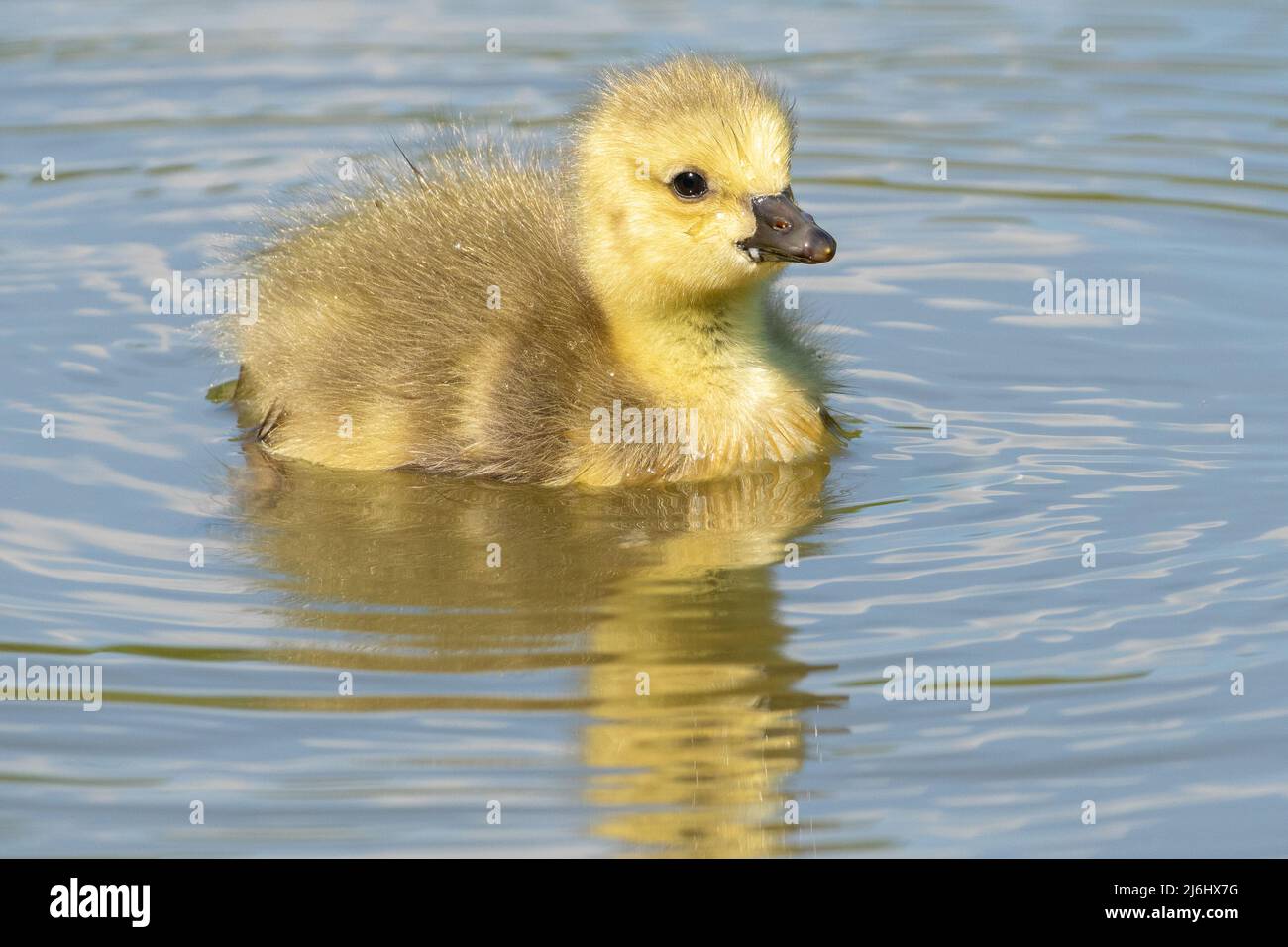 Gosling (Canada goose) on the Ornamental Lake on Southampton Common, Hampshire, UK Stock Photo