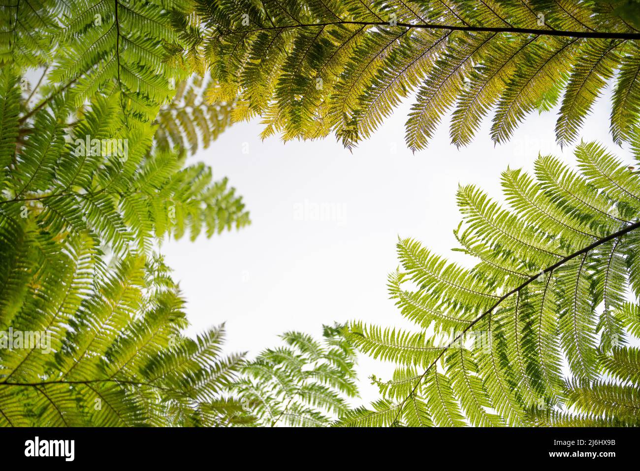 Jungle ferns in the Yanbaru National Park, northern Okinawa, Japan Stock Photo