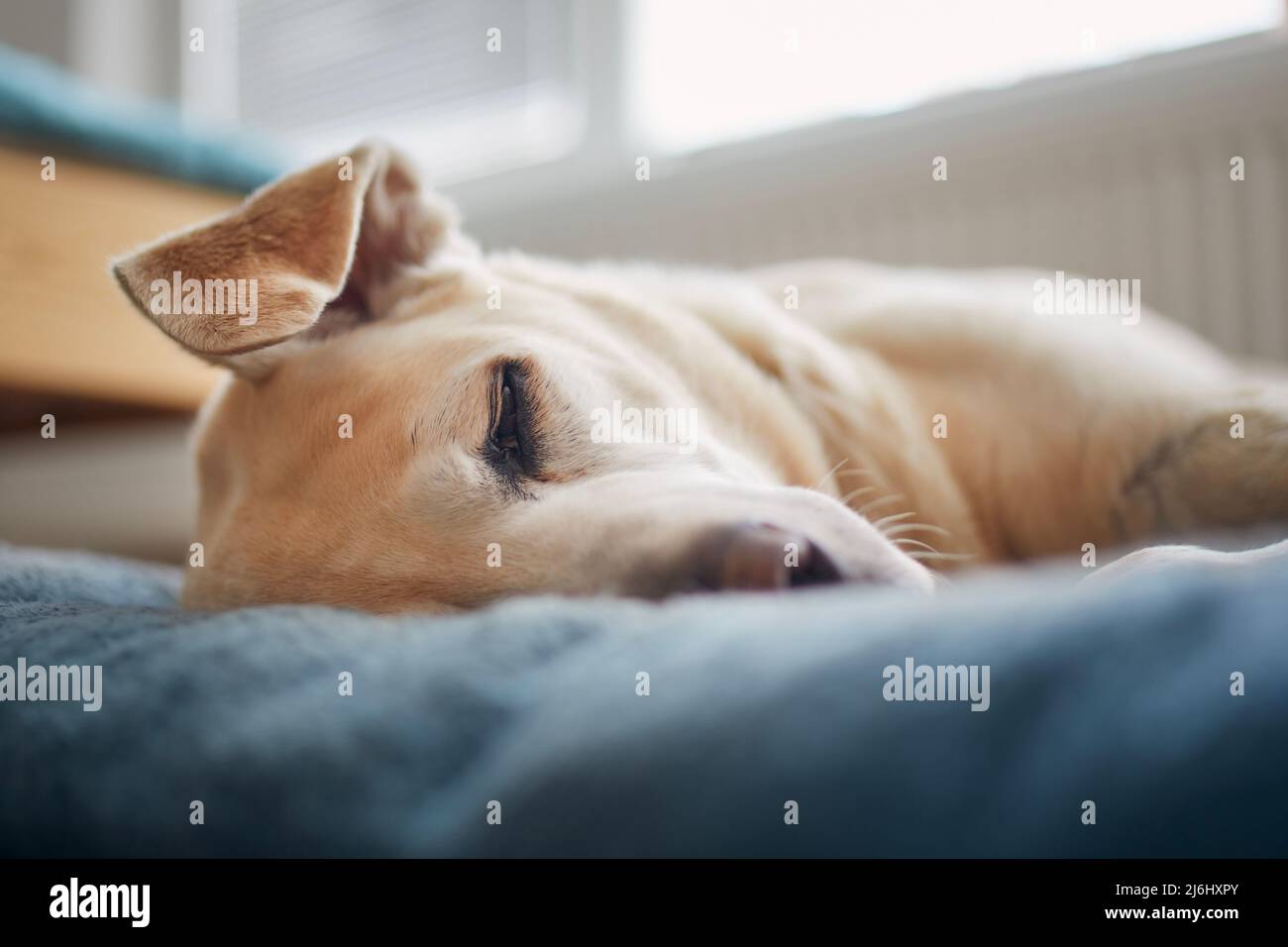 Satisfied dog sleeping on pet bed. Tired old labrador retriever at home. Stock Photo