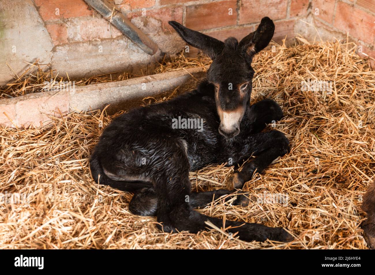 A baby donkey on hay on a farm Stock Photo