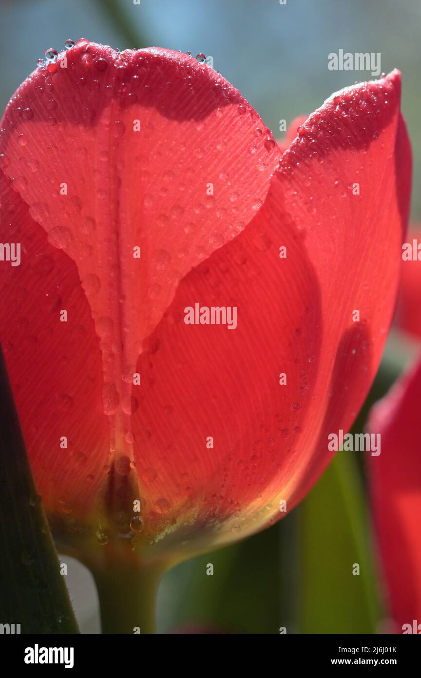 Close up of red tulip in garden on natural background Stock Photo