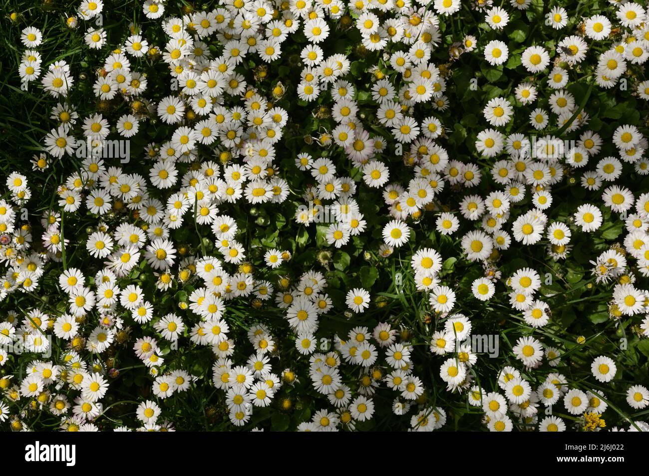 Closeup Annual Daisies (Bellis Annua) In A Meadow Stock Photo