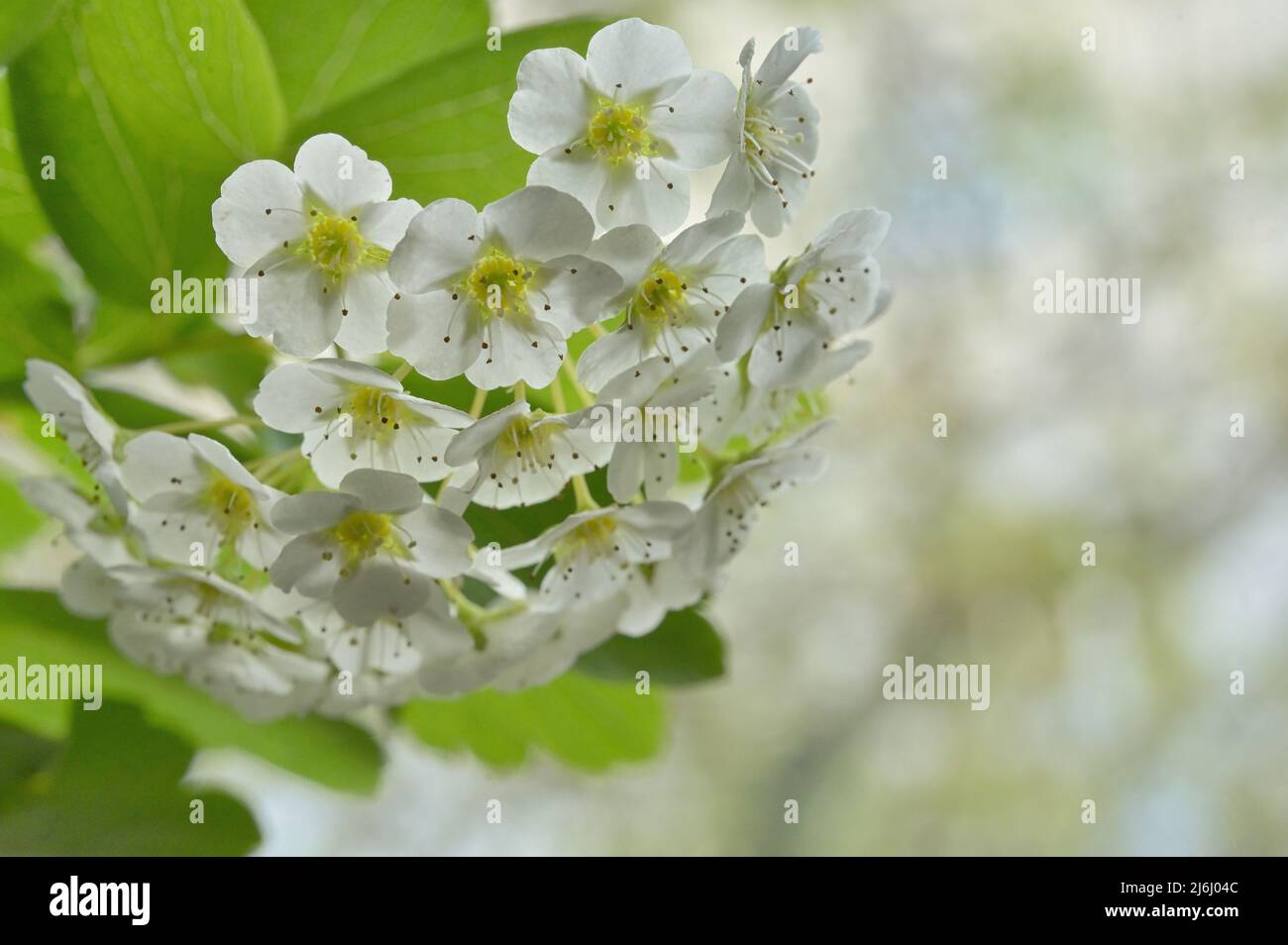 Blooms of Spiraea Vanhouttei or Bridal Wreath Flowers Stock Photo