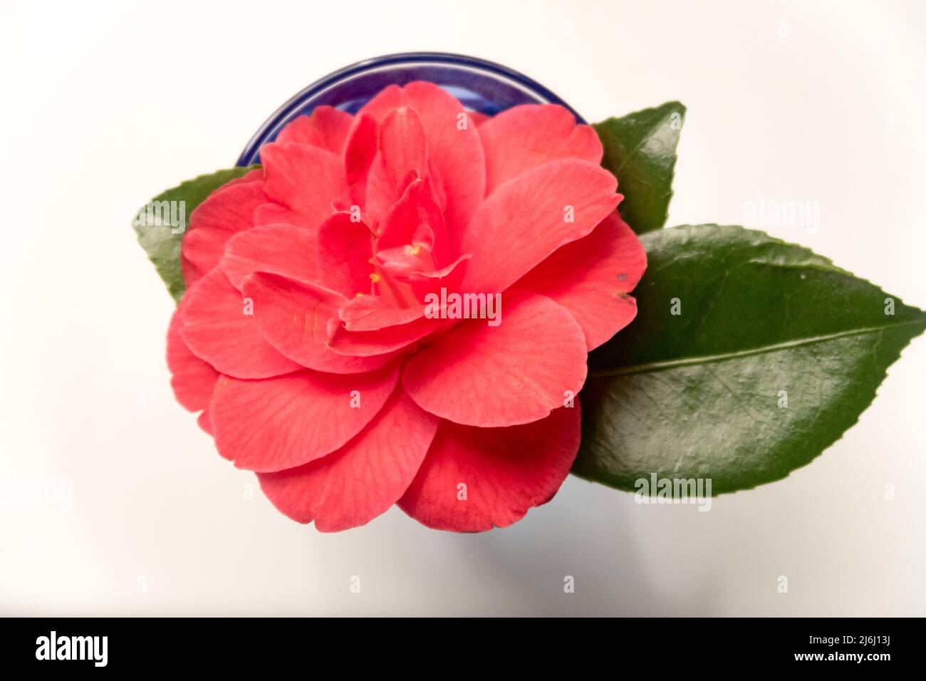A blossoming peony flower in a blue glass Stock Photo