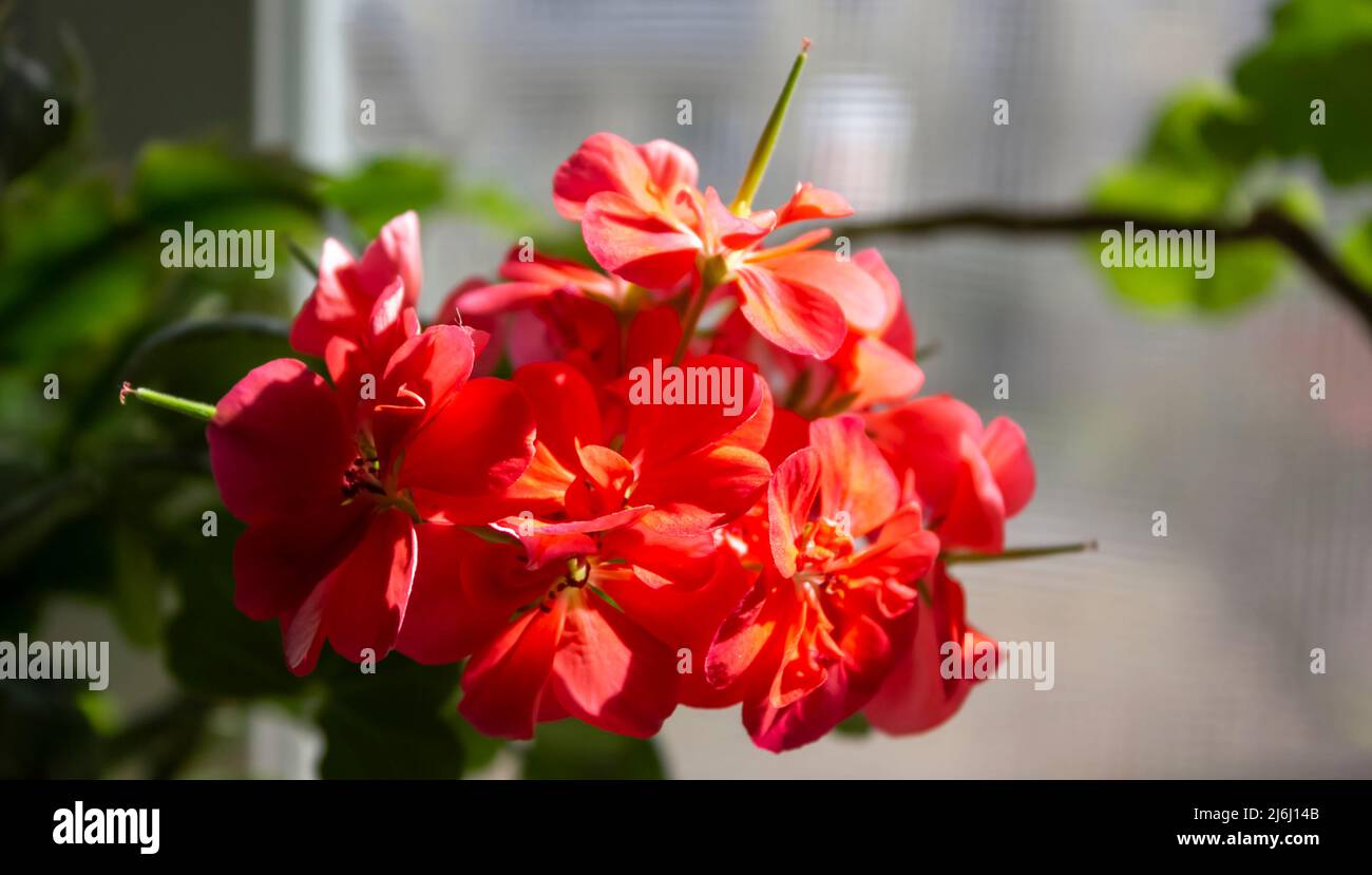 Beautiful blooming red pelargonium on the windowsill. Stock Photo