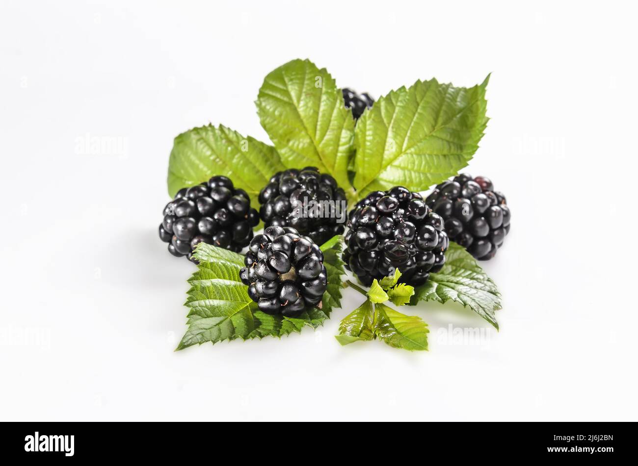 ripe blackberries with leaves on a white background with soft shadow Stock Photo