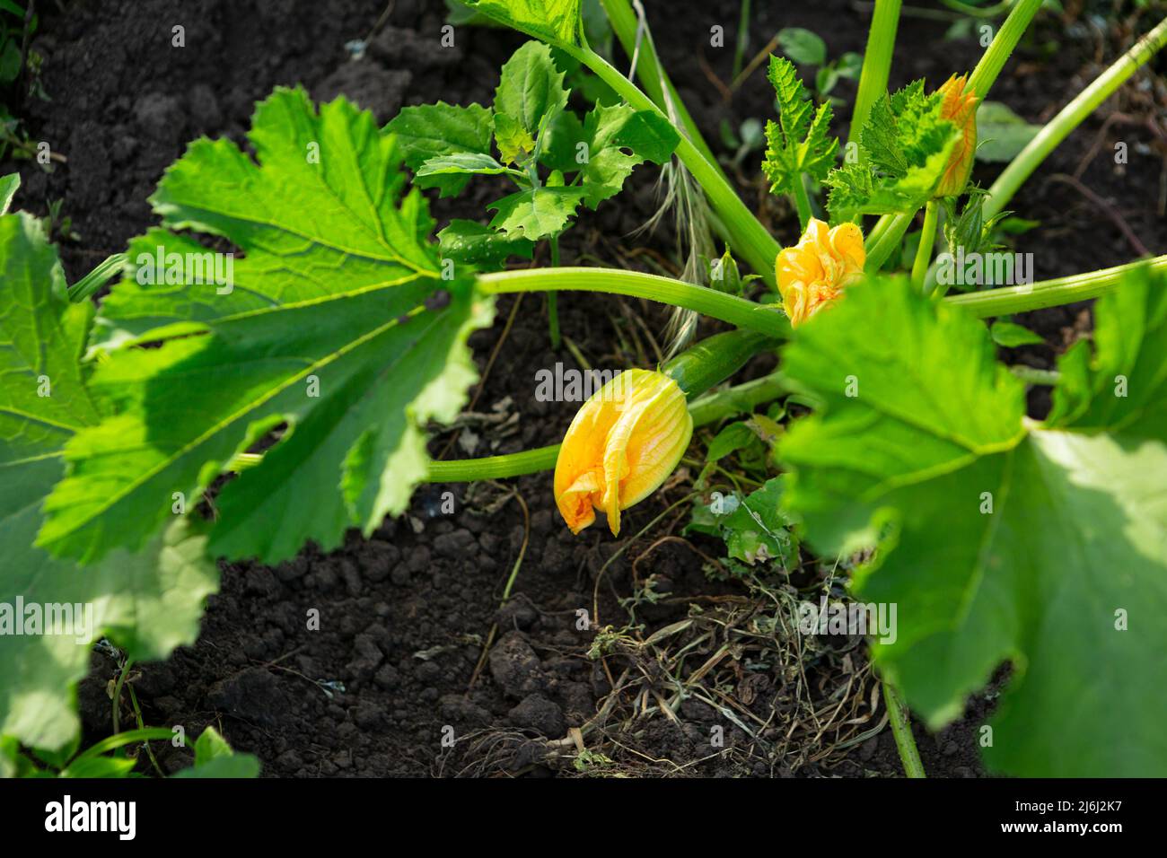 Zucchini plant flower vegetable marrow growing Stock Photo