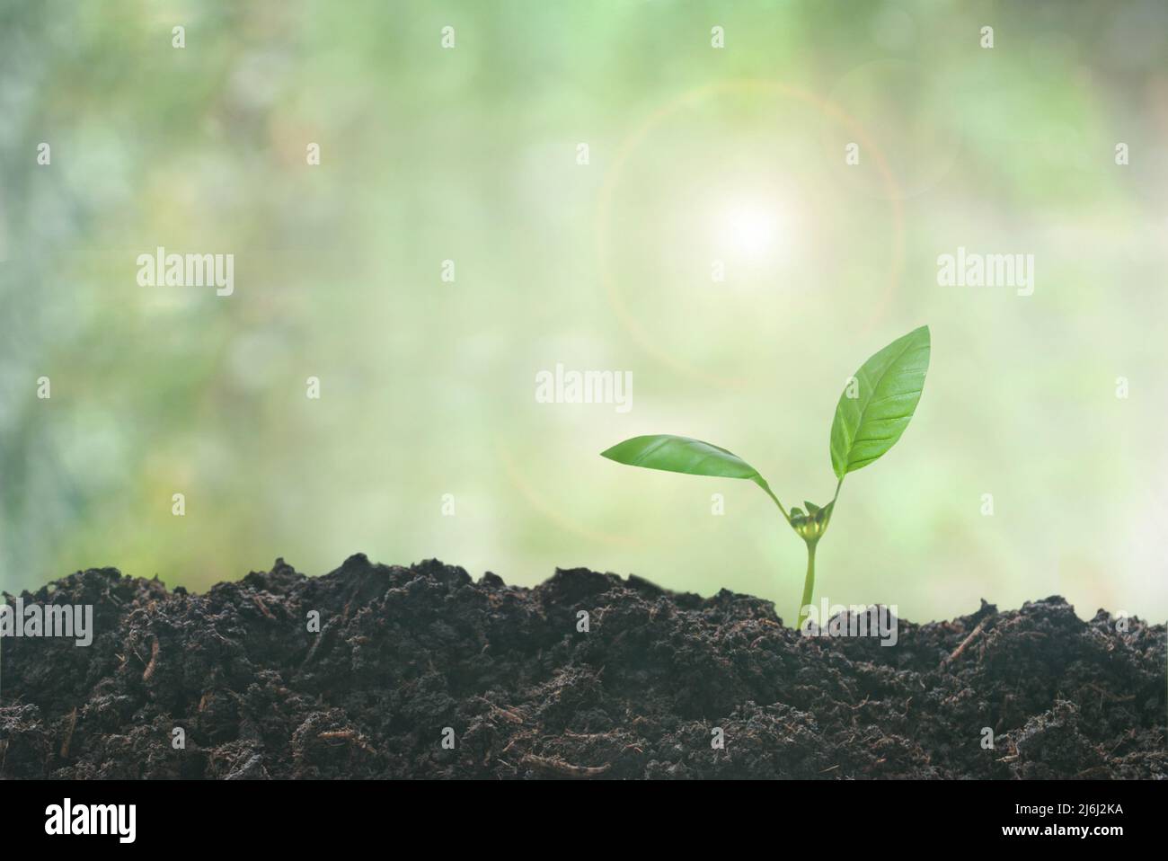 Seedling growing from the earth Stock Photo