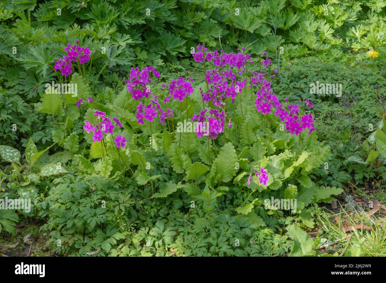 A member of the primulaceae family, a herbaceous perennial producing vibrant purple flowers Stock Photo