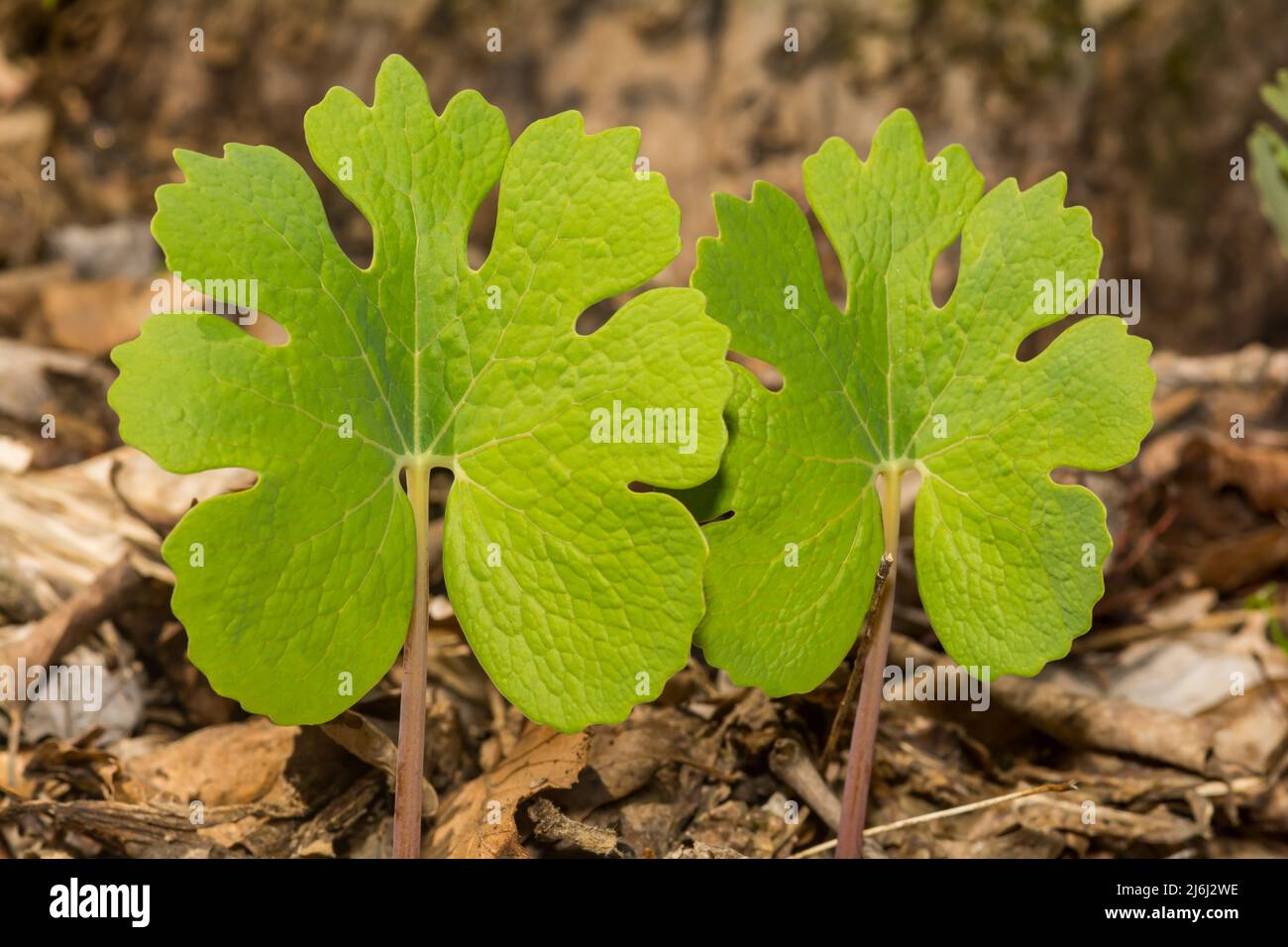 Bloodroot - Sanguinaria canadensis Stock Photo