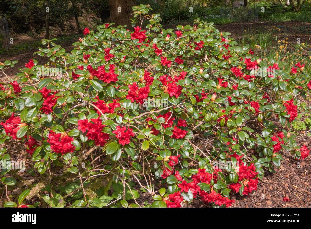 Deep red rhododendron hi-res stock photography and images - Alamy