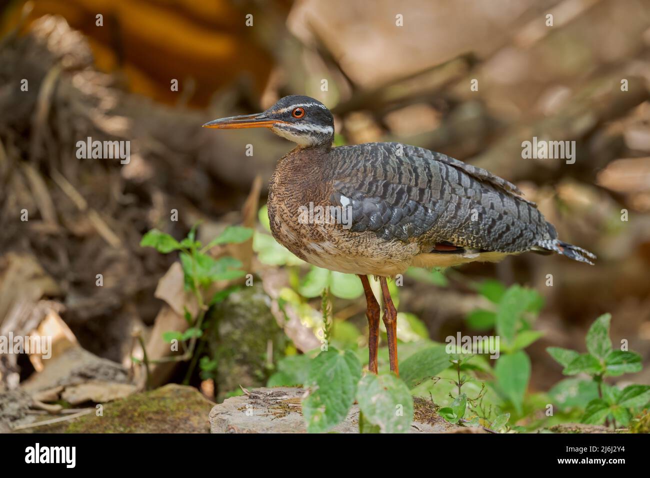 Sunbittern - Eurypyga helias, special tropical bird from Central and South American forests, Ecuador. Stock Photo