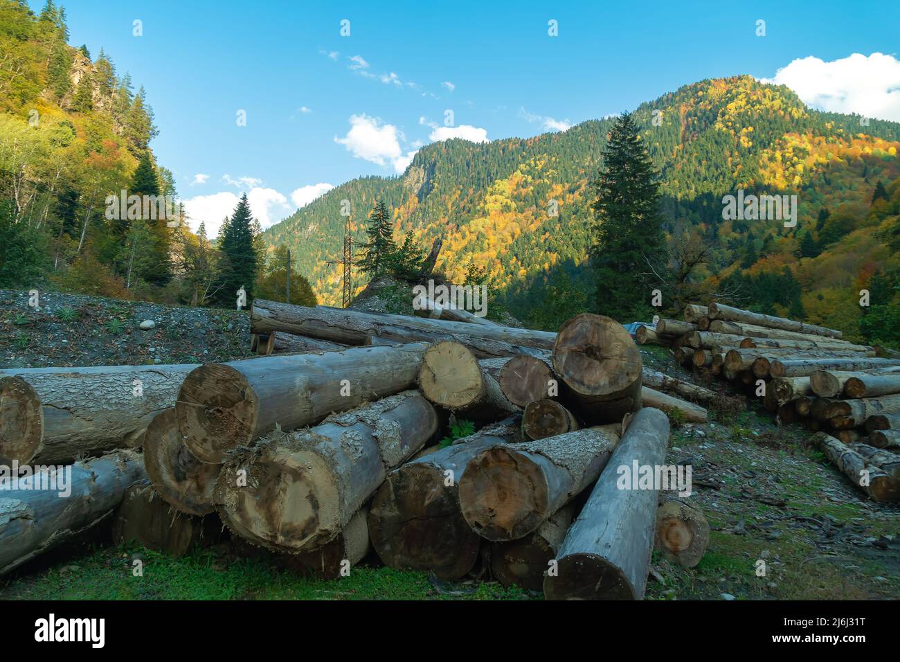 Sawn tree trunks in the mountains. Harvesting trees for winter in the mountains Stock Photo
