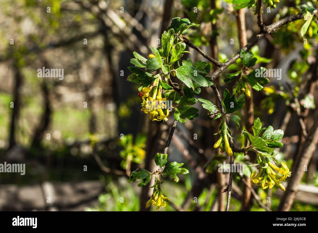 Blooming golden currant or Ribes aureum bush in the garden. Spring seasonal of growing plants. Gardening concept background Stock Photo