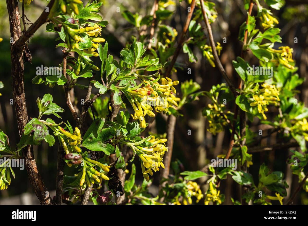 Blooming golden currant or Ribes aureum bush in the garden. Spring seasonal of growing plants. Gardening concept background Stock Photo