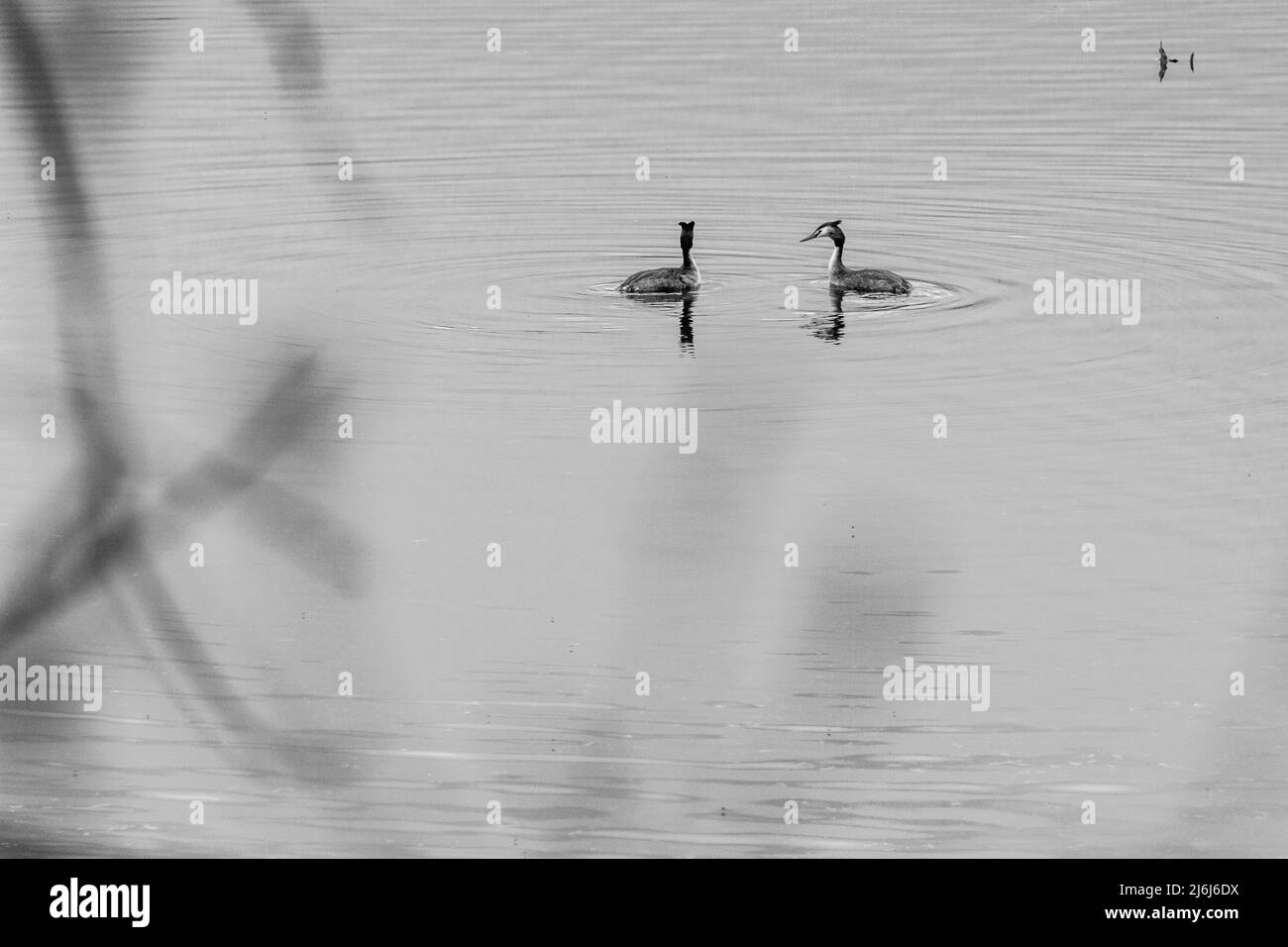 Pair of birds Grebes Swimming in a Clear Lake Stock Photo