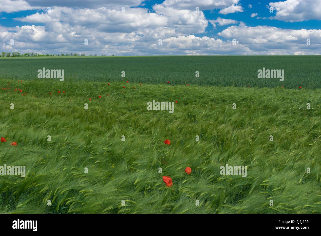 Summer landscape with unripe wheat fields and wild poppies in Central Ukraine Stock Photo
