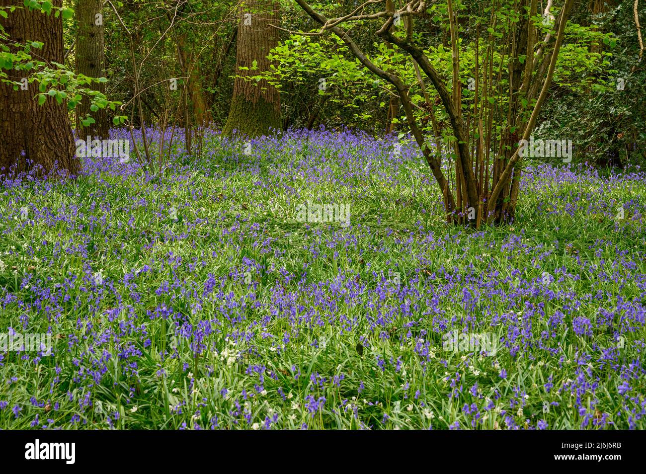The forest floor is covered in bluebells in a wood on the outskirts of Billingshurst in West Sussex, England. Stock Photo