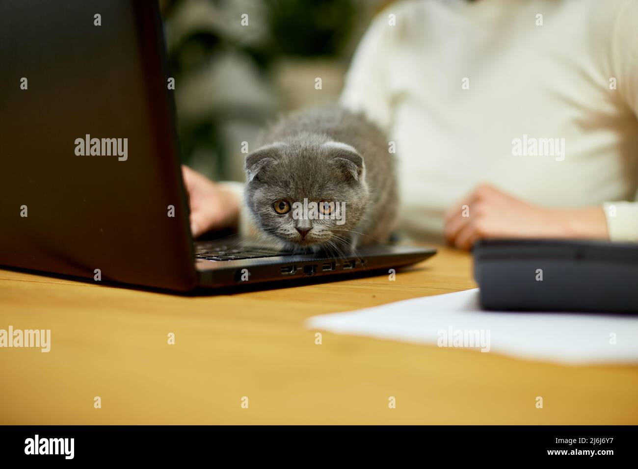 Unrecognizable hand Woman wear comfy style is working on a black notebook, typing on laptop and kitten is laying on the table, Work from home, Homewor Stock Photo