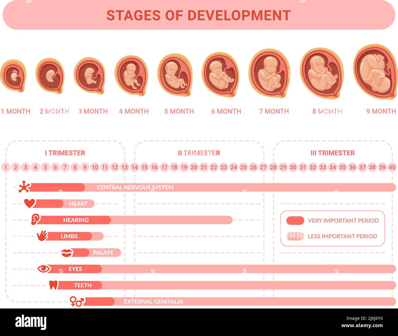 Embryonic development. Stages prenatal growth healthy fetus, fetal