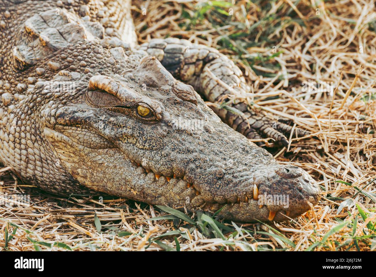 hungry wildlife crocodile hidden in the grass for hunting prey near the river. Stock Photo