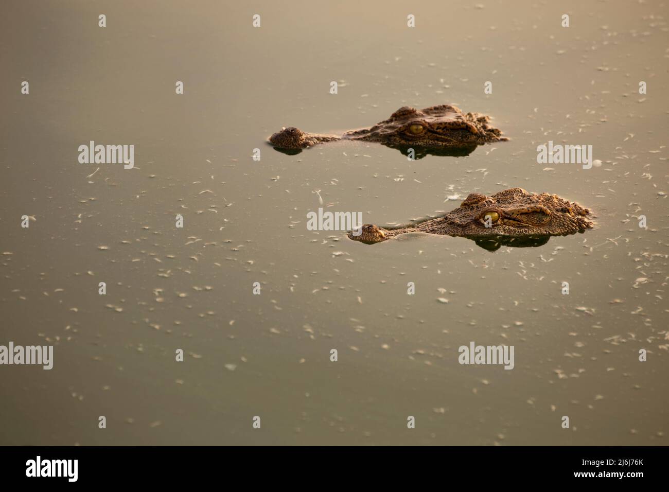 hungry wildlife crocodiles hidden in the water for hunting prey in the river. Stock Photo