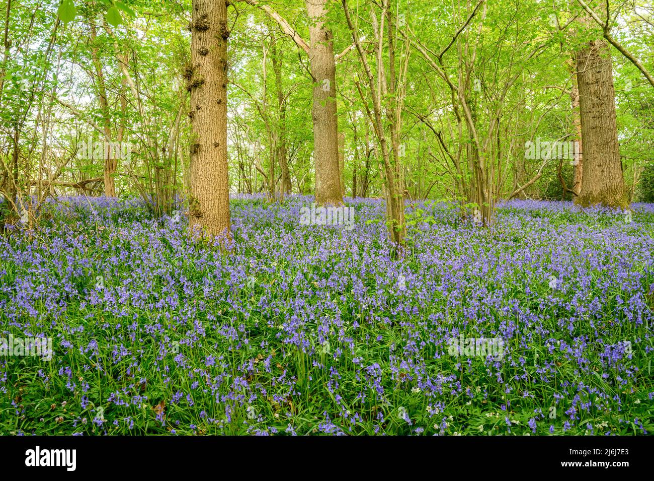 The forest floor is covered in bluebells in a wood on the outskirts of Billingshurst in West Sussex, England. Stock Photo