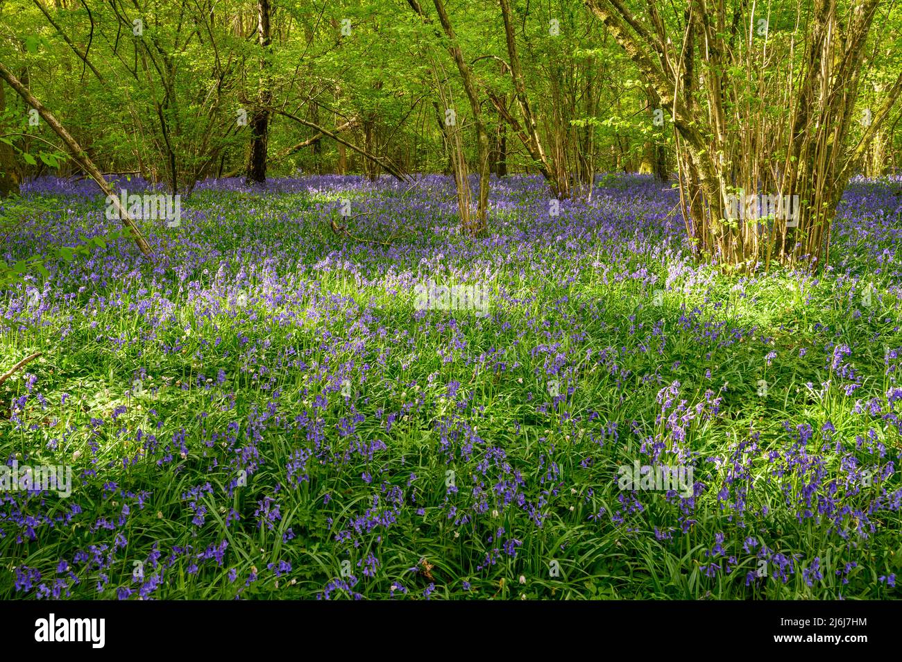 Dappled sunlight shining on trees and bluebells covering the forest floor in a wood on the outskirts of Billingshurst in West Sussex, England. Stock Photo