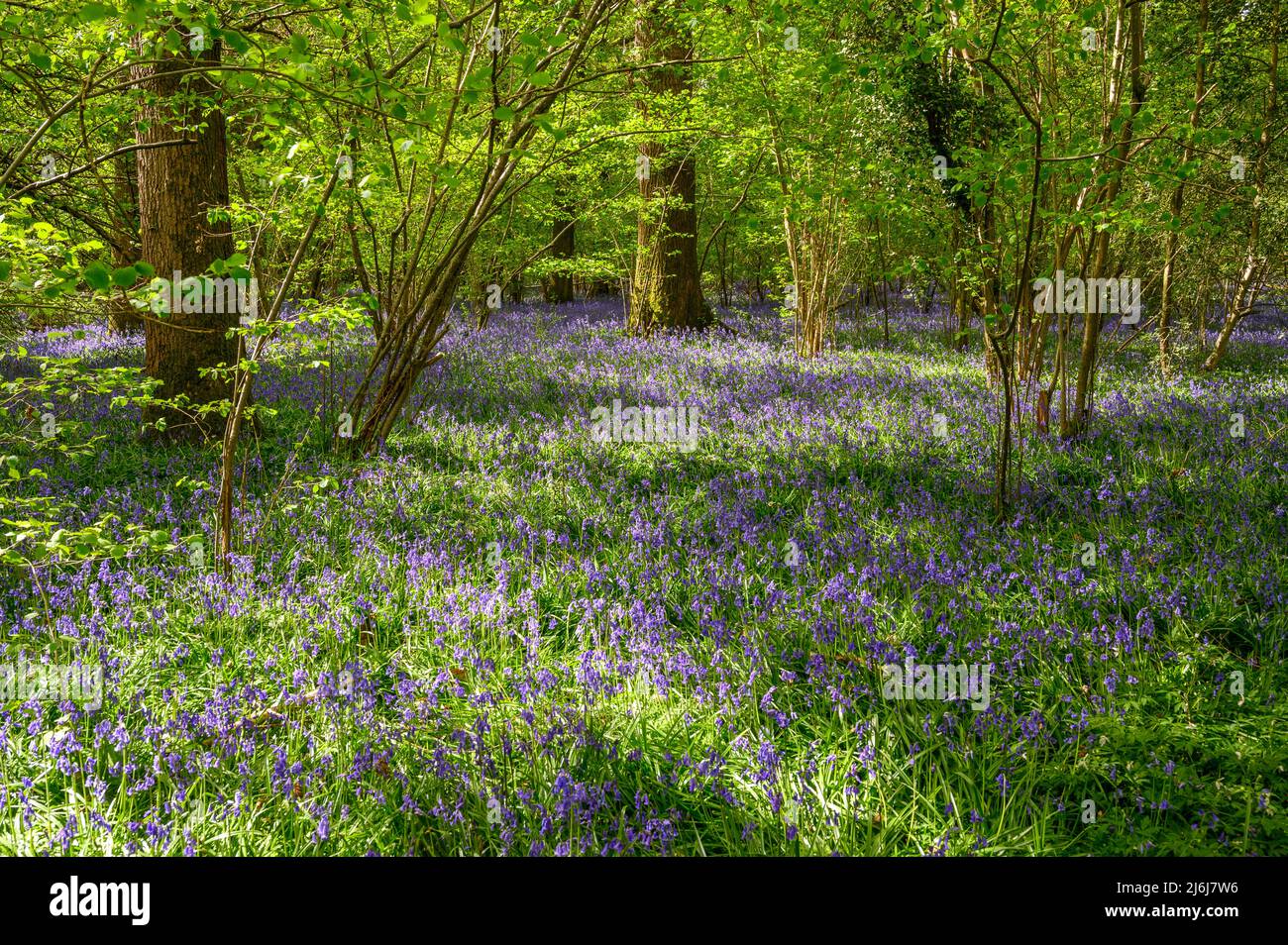 Dappled sunlight shining on trees and bluebells covering the forest floor in a wood on the outskirts of Billingshurst in West Sussex, England. Stock Photo