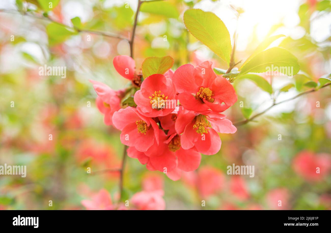Chaenomeles flowers. Spring flowering bush. Stock Photo