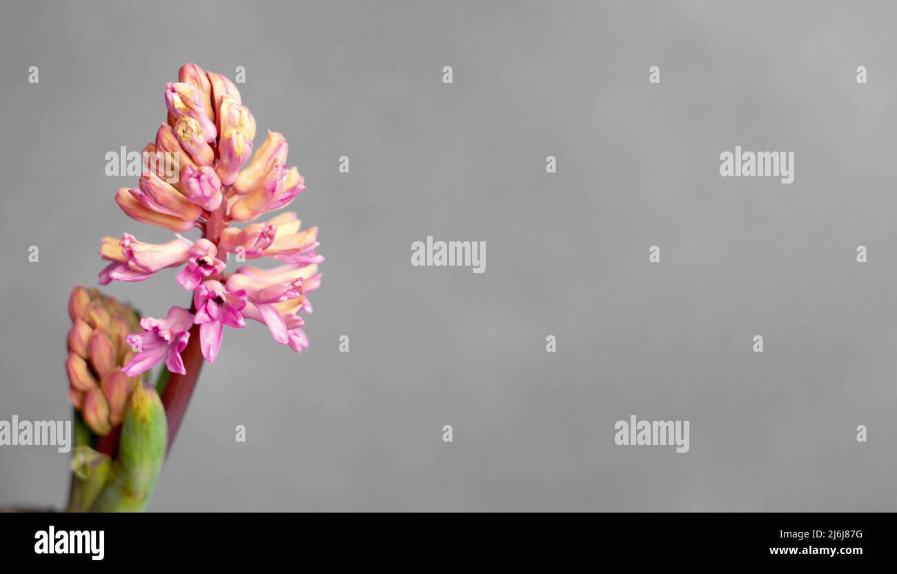 Pink and orange hyacinth on grey background. Banner. Stock Photo