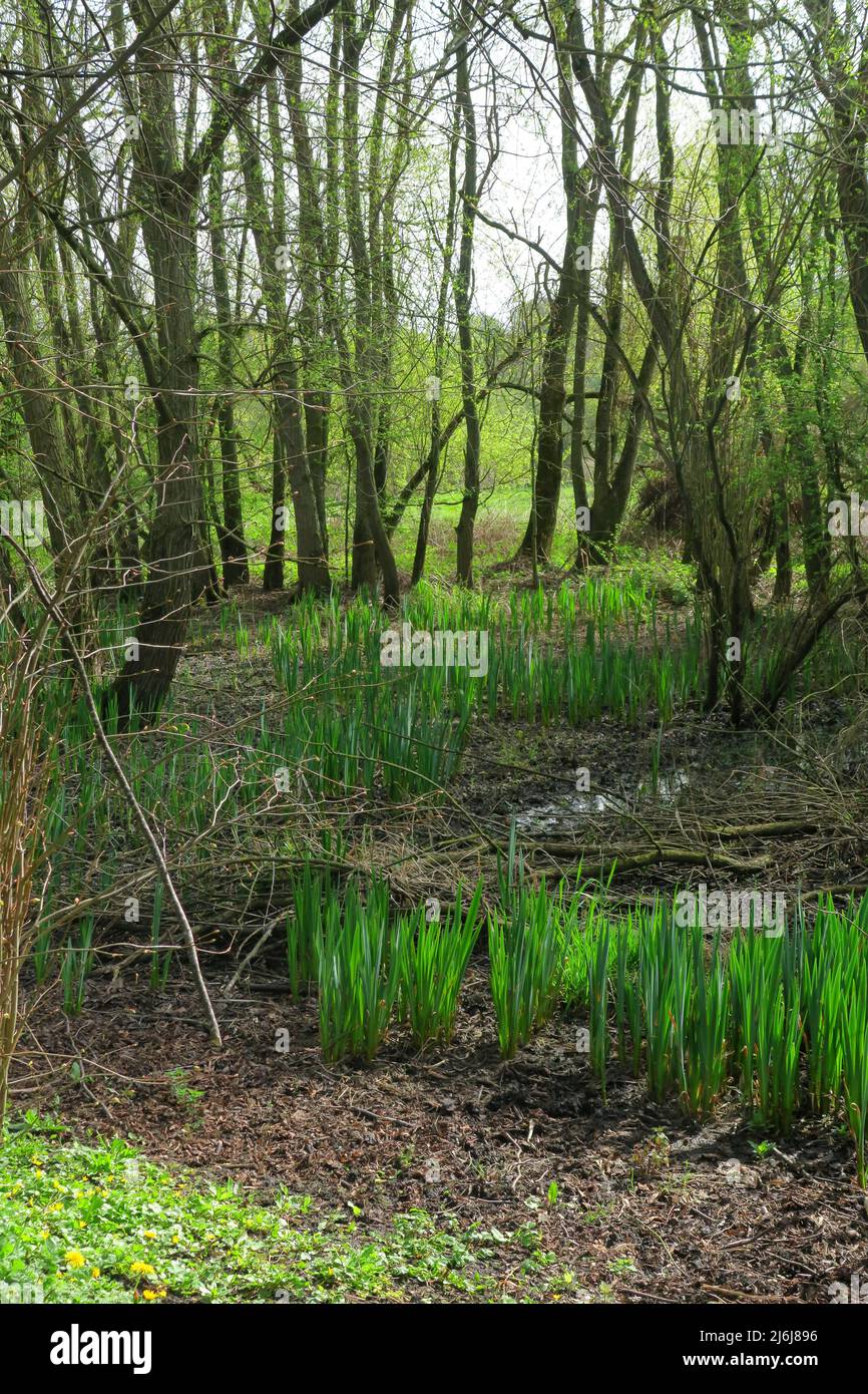 Burton wetlands Stock Photo