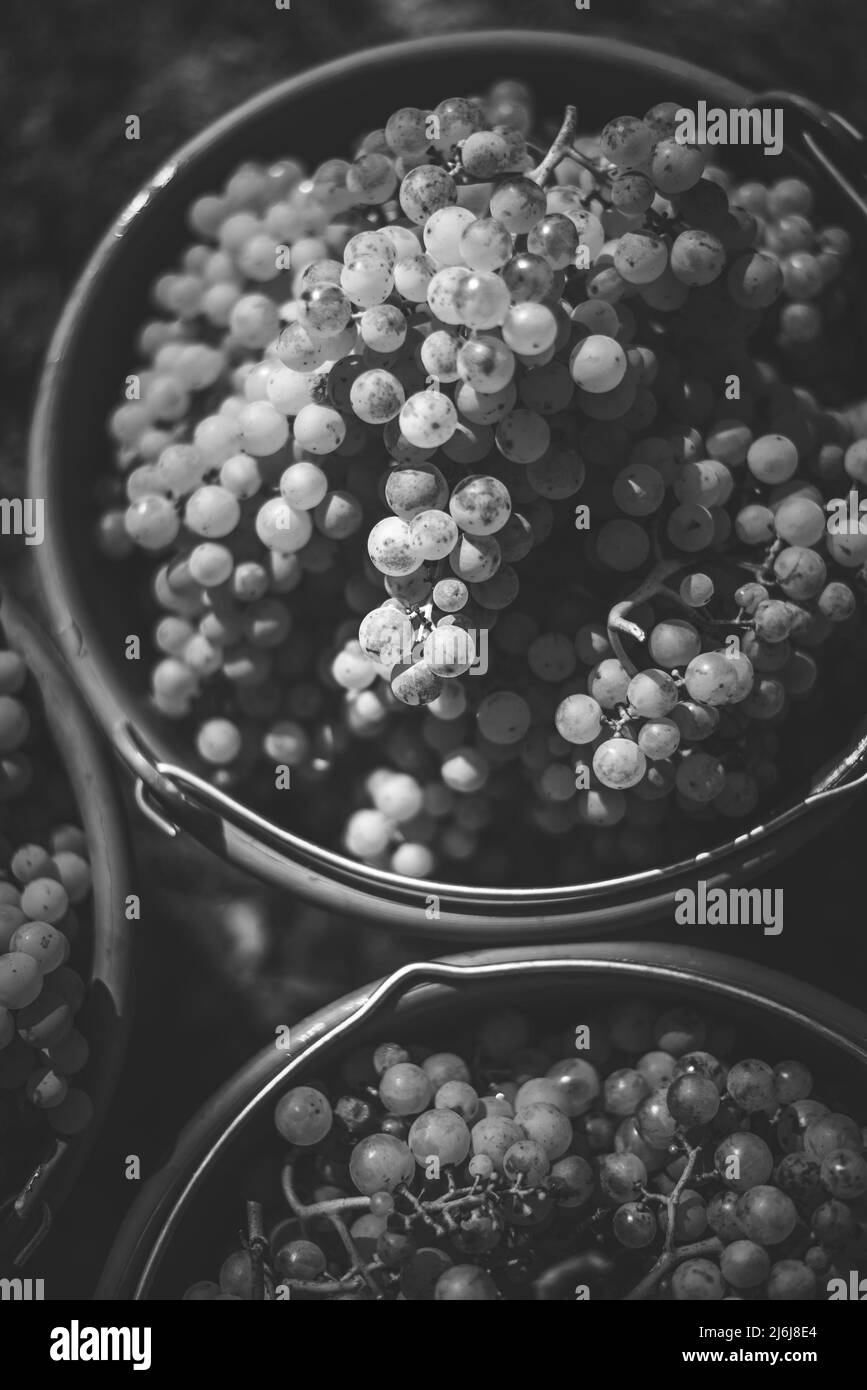 Bucket of grapes during the picking in the vineyard. Vine grapes in the bucket at the harvest season, Hungary Stock Photo