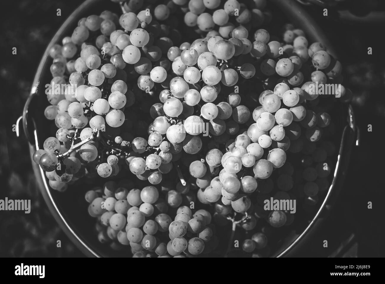 Bucket of grapes during the picking in the vineyard. Vine grapes in the bucket at the harvest season, Hungary Stock Photo