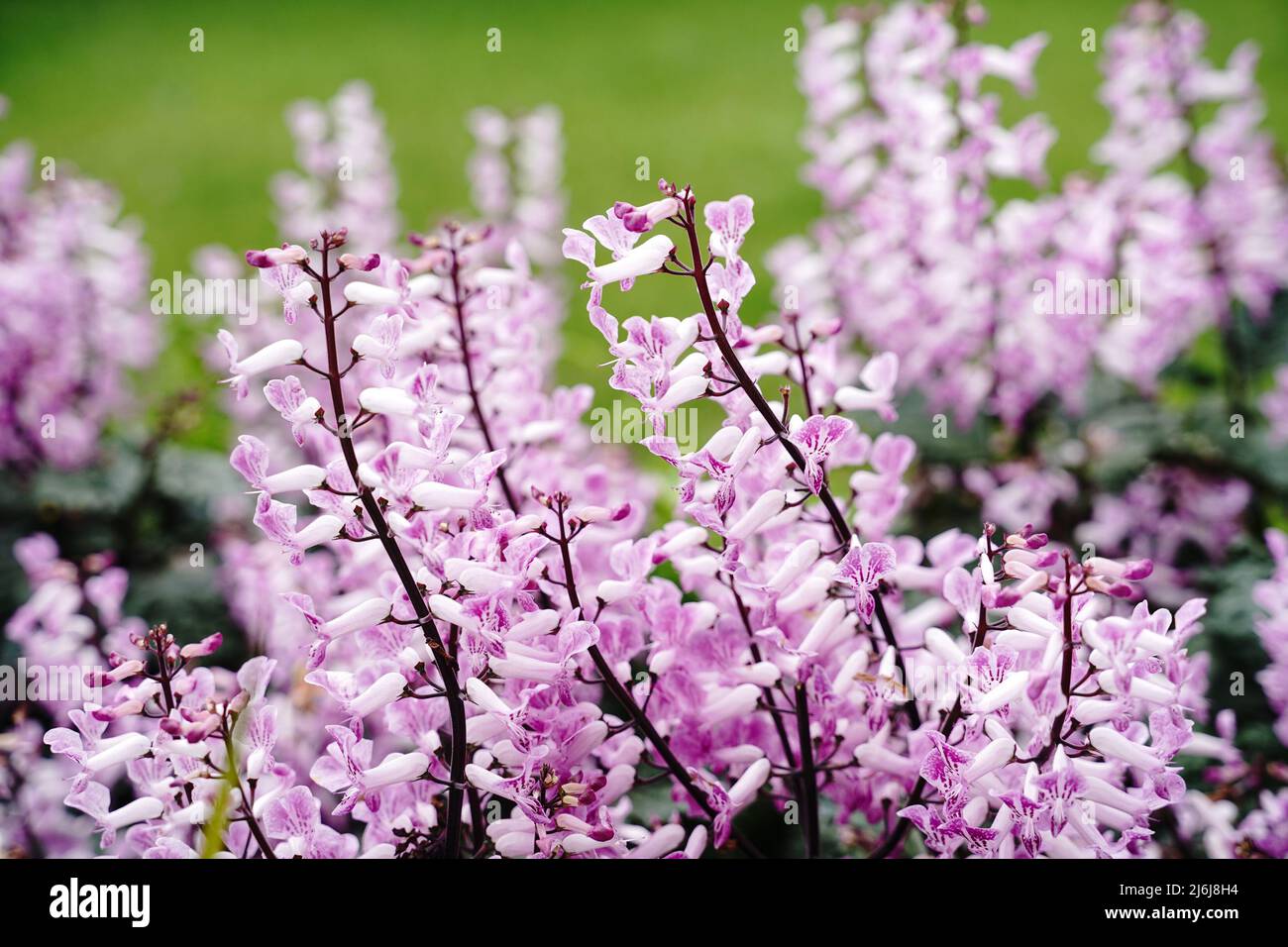 Purple pink Spurflowers-Velvet lady close up selective focus Stock Photo