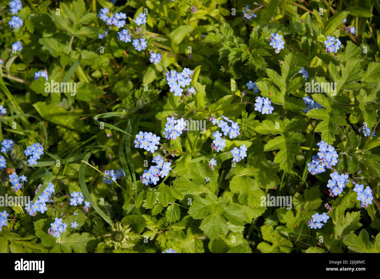 Forget-me-not flowers Stock Photo