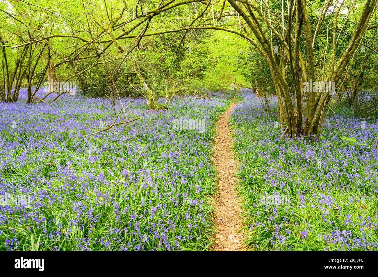 A public footpath leads through coppiced woodland with bluebells covering the ground on the outskirts of Billingshurst in West Sussex, England. Stock Photo