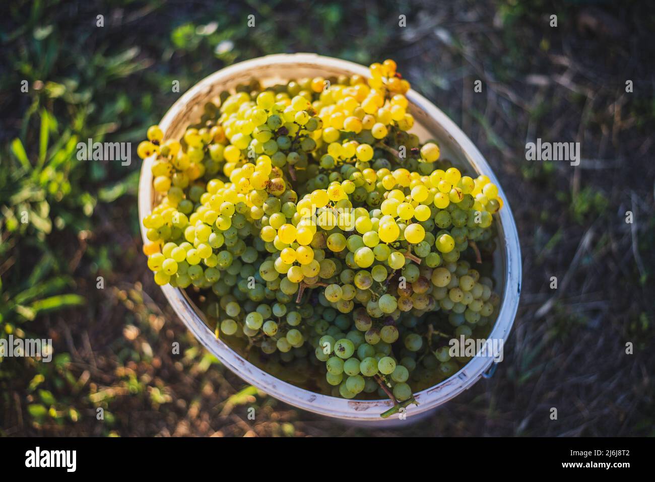 Bucket of grapes during the picking in the vineyard. Vine grapes in the