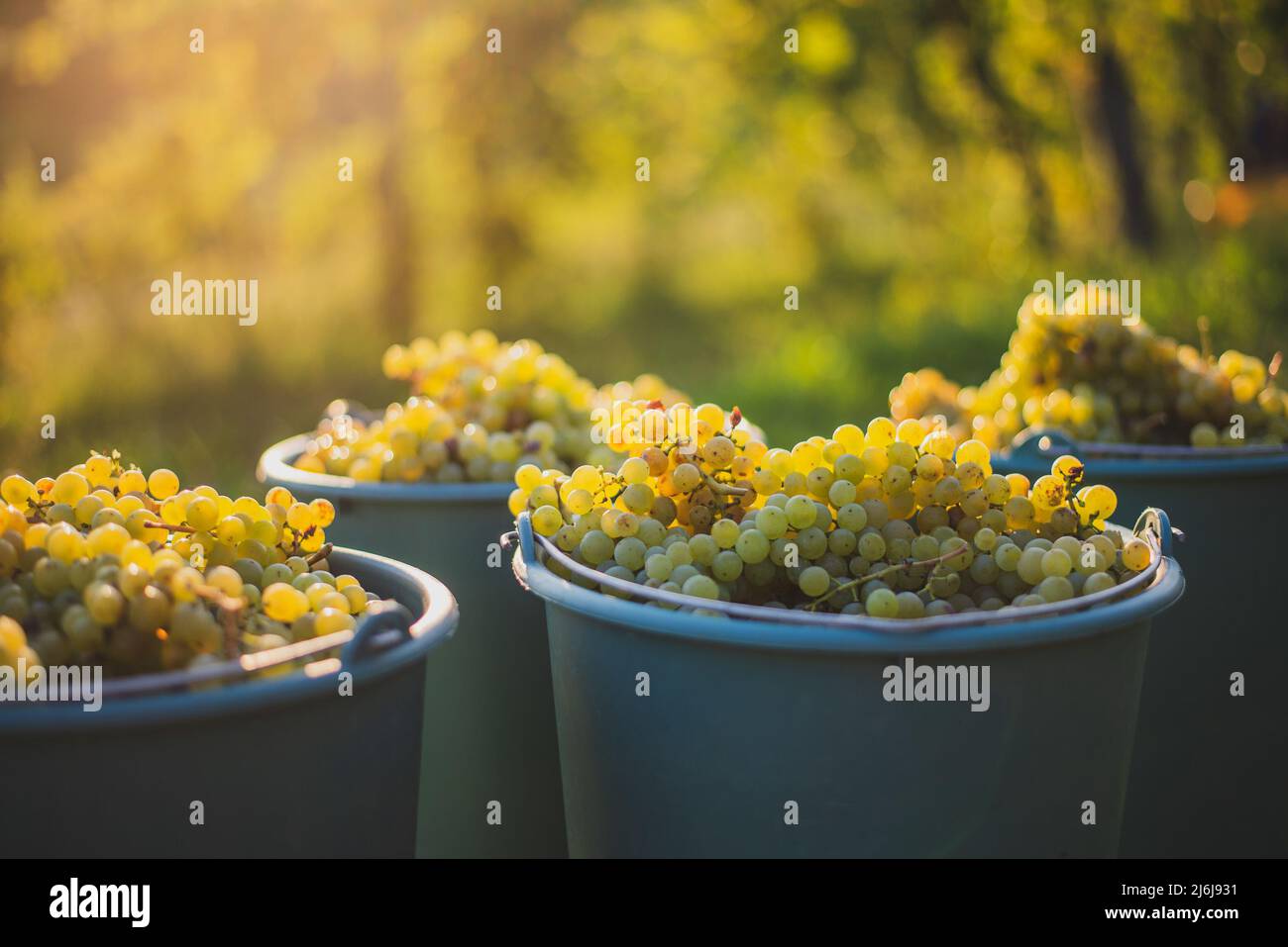 Bucket of grapes during the picking in the vineyard. Vine grapes in the