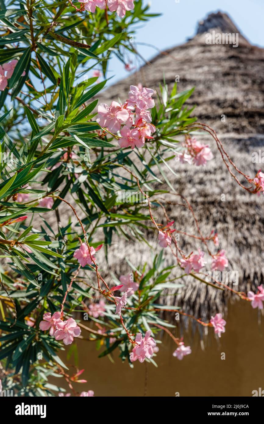 Light pink blooming Nerium oleander. Thatched roof of a tourist bungalow. Rote, East Nusa Yenggara, Indonesia. Vertical image. Stock Photo