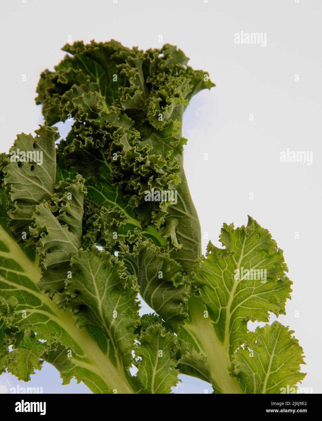 Curly Kale on white background May 2022 Stock Photo Alamy